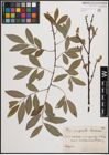 Foto von Salix cinerea L. x Salix purpurea L.